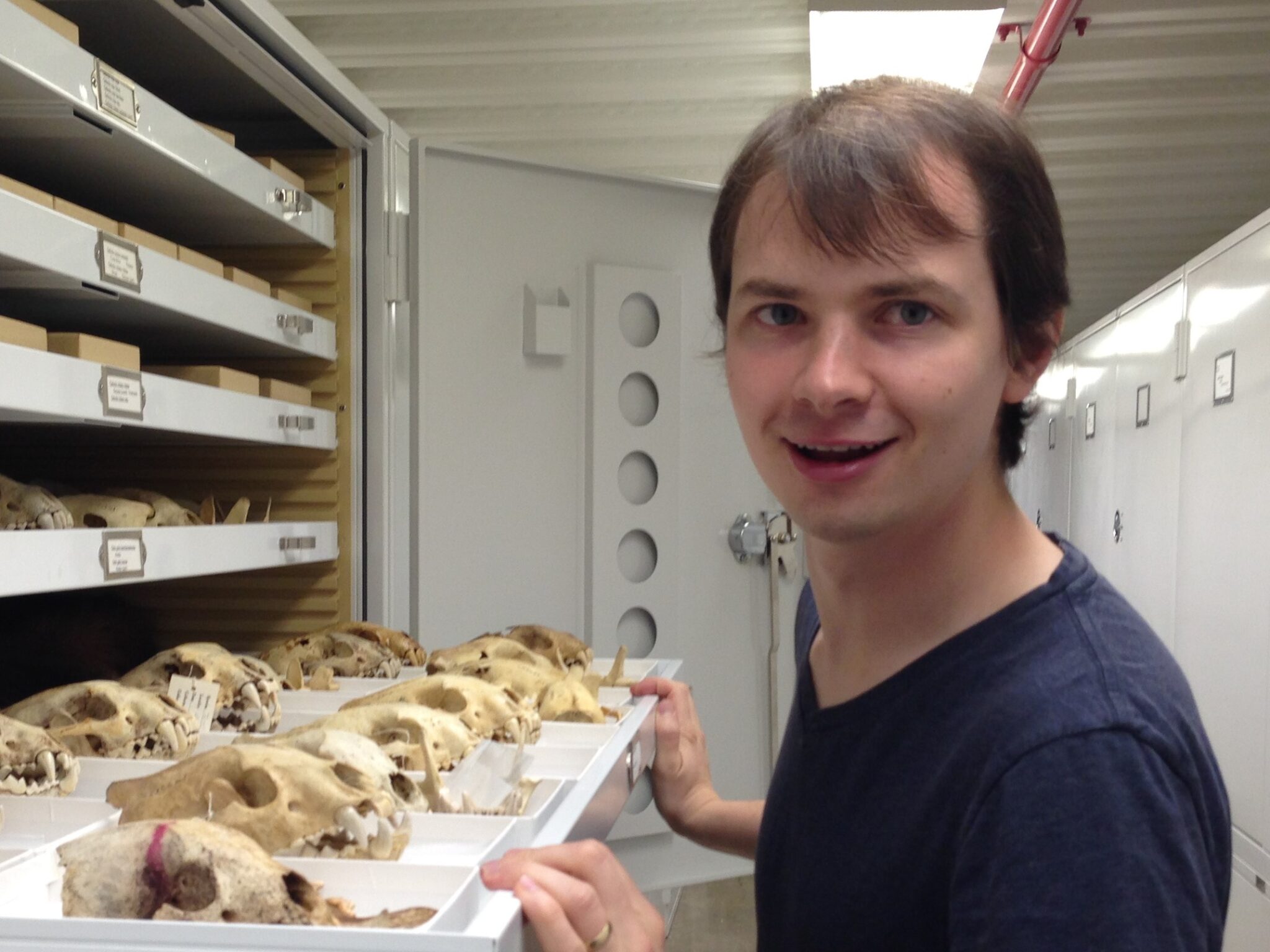 A close-up photograph of several ancient human skulls being studied in an archaeological lab.